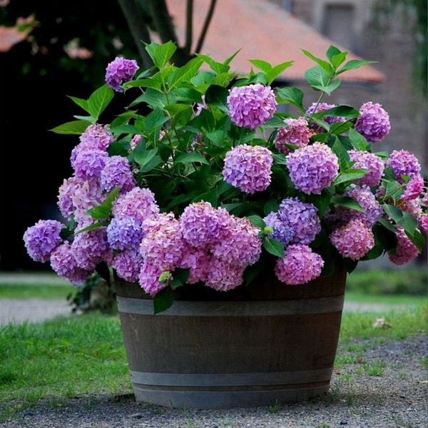Outdoor Artificial Hydrangea Flowers💐 - Pink / 🔥7 bundles