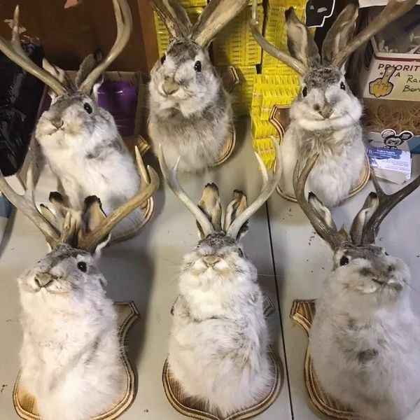 Last Day 70% OFF - The latest Legend of Antlers🐰-now on sale