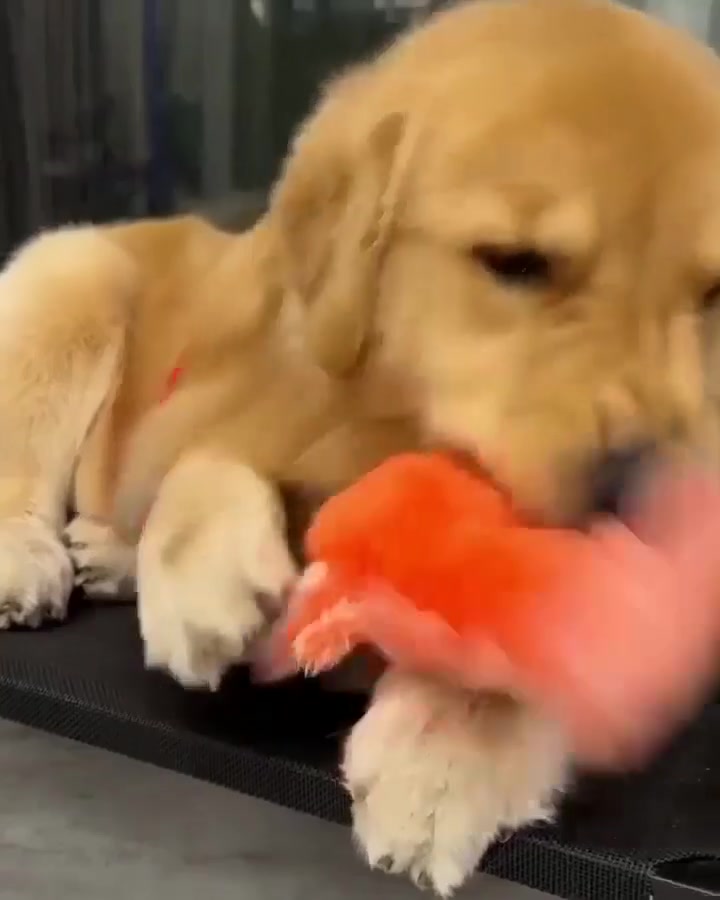🔥Floppy Lobster Interactive Dog Toy