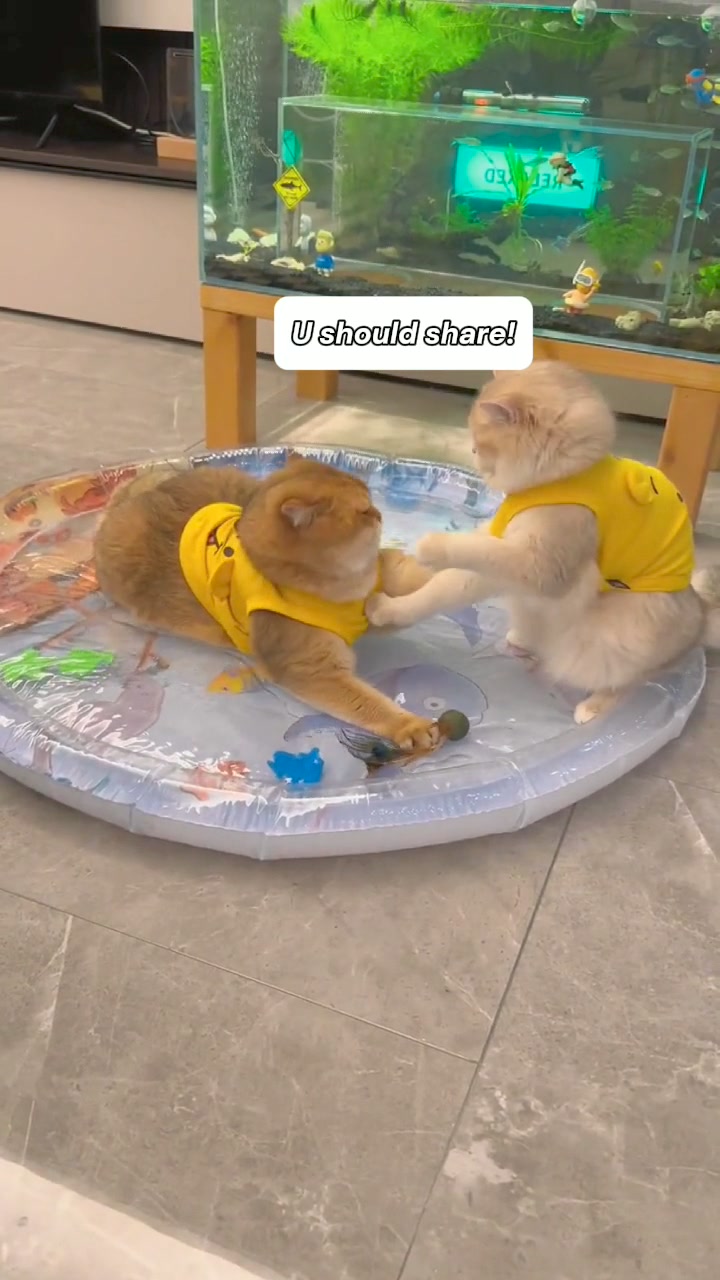 Give your pet interesting gift.😺💕