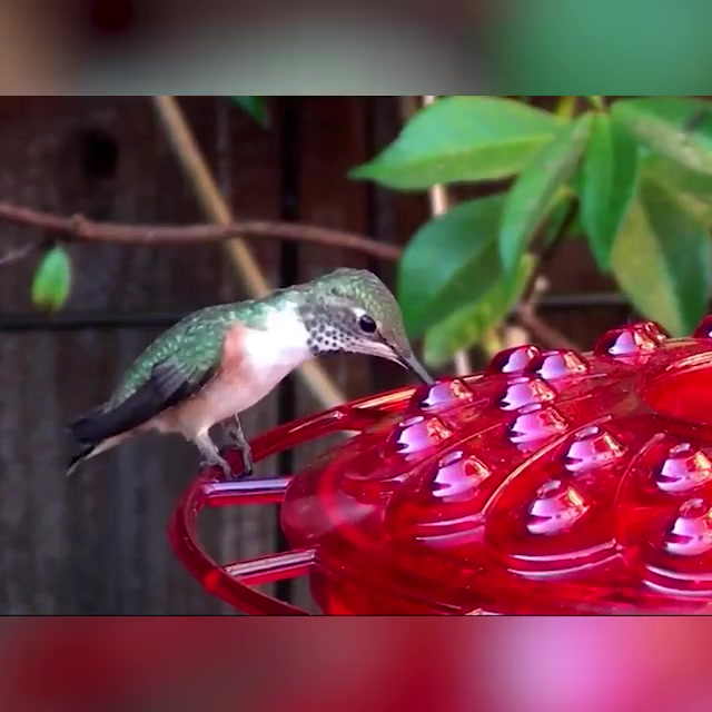 Mary's Hummingbird Feeder With Perch And Built-in Ant Moat